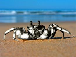 mecanic crab